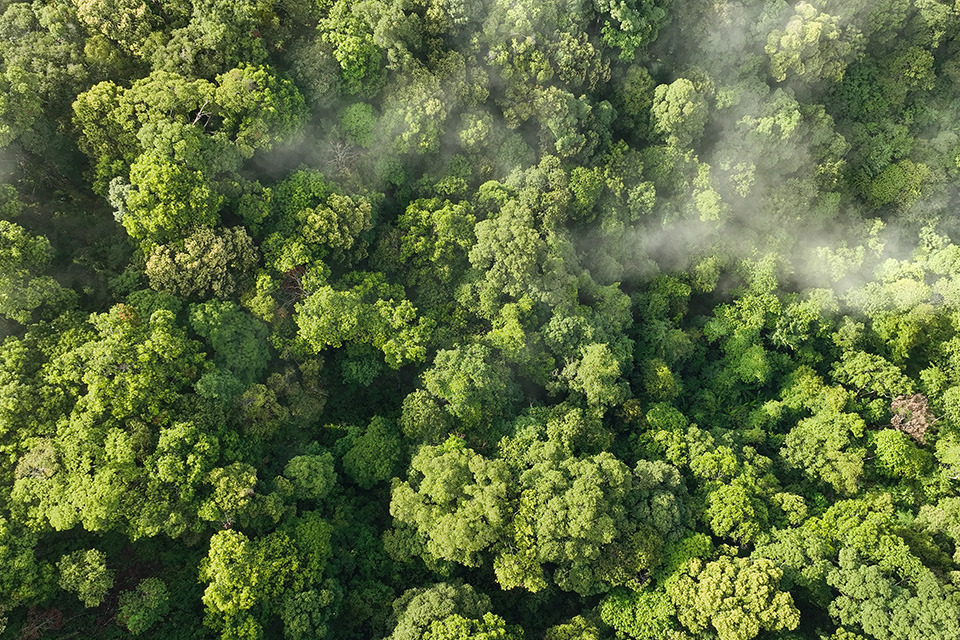 ghg02 | 日本最初の品質マネジメントシステム認証機関 -日本化学キューエイ株式会社 Aerial view of a dense green forest with a thin mist drifting over the treetops. (no people)